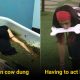 10 Humiliating Tasks Bigg Boss Contestants Had To Do For Their Survival