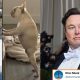 Elon Musk On The Spot Reply To Fan Who Compared His Shirtless Pic With A Dog