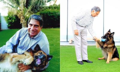 Ratan Tata Dogs